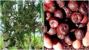 Arecanut Price: 57 ಸಾವಿರ ದಾಟಿದ ಅಡಿಕೆ ದರ: ರಾಜ್ಯದ ವಿವಿಧ ಮಾರುಕಟ್ಟೆಗಳ ಧಾರಣೆ