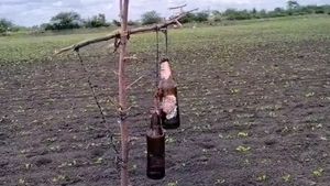 ಚಿಗರಿ ಹಾವಳಿ: ಬೆಳೆ ರಕ್ಷಣೆಗೆ ವಿನೂತನ ಮಾರ್ಗ ಹುಡುಕಿಕೊಂಡ ಹುಬ್ಬಳ್ಳಿ ಜಿಲ್ಲೆ ಅನ್ನದಾತ