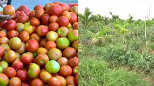  ಕೋಲಾರದಷ್ಟೇ ದಾವಣಗೆರೆ ಟೊಮೆಟೊಗೂ ಬಂತು ಭಾರೀ ಬೇಡಿಕೆ, ಜಮೀನುಗಳಿಗೆ ಸೆಕ್ಯೂರಿಟಿ ಹೇಗಿದೆ ಗೊತ್ತಾ?