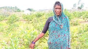 ನರೇಗಾ ಯೋಜನೆಯಡಿ ಸೀಬೆ ಬೆಳೆದು ಯಶಸ್ಸು ಕಂಡ ಮಹಿಳೆ 