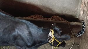  ಹೊಸಳ್ಳಿ: ಮನೆಗೆ ನುಗ್ಗಿದ ಚಿರತೆ..!, ಮುಂದೇನಾಯ್ತು ನೋಡಿ