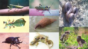  Monsoon season: ಮಲೆನಾಡಿನಲ್ಲಿ ಮುಂಗಾರು ಮಳೆ ಸೃಷ್ಟಿಸುವ ವಿಸ್ಮಯಲೋಕ, ಏನದು?, ಇಲ್ಲಿದೆ ನೋಡಿ ಅದ್ಭುತ ಚಿತ್ರಣ