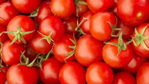  Tomato price in Bangalore: ನಿರಂತರವಾಗಿ ಸುರಿಯುತ್ತಿರುವ ಮಳೆ- ಬೆಂಗಳೂರಿನಲ್ಲಿ ಟೊಮೆಟೊ ಬೆಲೆ ಮತ್ತಷ್ಟು ದುಬಾರಿ, ಅಂಕಿಅಂಶ