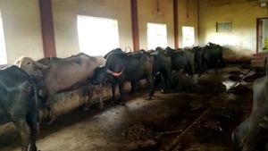 ವಿದ್ಯುತ್‌ ಅವಘಡ: ಹೊತ್ತಿ ಉರಿದ ಕೊಟ್ಟಿಗೆ, ಹತ್ತಕ್ಕೂ ಹೆಚ್ಚು ಜಾನುವಾರುಗಳು ಸಜೀವ ದಹನ