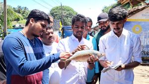  ಕಾರವಾರದ ಅರಬ್ಬೀ ಸಮುದ್ರದಲ್ಲಿ ಬೆಲೆಗೆ ಬಿದ್ದ ಬೃಹತ್ ಗಾತ್ರದ ಬಂಗುಡೆ ಮೀನು, ತೂಕ ಎಷ್ಟು ಗೊತ್ತಾ?, ಇಲ್ಲಿದೆ ವಿವರ   