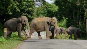 Elephants Survey 2023: ಮೈಸೂರು-ಚಾಮರಾಜನಗರದಲ್ಲೇ ಯಾಕೆ ಆನೆಗಳ ಸಂಖ್ಯೆ ಅಧಿಕ, ಕಾರಣ?