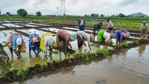 Karnataka Rain: ಕಾವೇರಿ ತವರಲ್ಲಿ ಮಳೆ ಕೊರತೆ, ಭತ್ತಕ್ಕೆ ಹಿನ್ನಡೆ! 