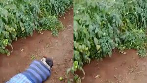  ಕೆಬ್ಬೇಪುರ ಗ್ರಾಮದಲ್ಲಿ ಎರಡು ಹೆಕ್ಟೇರ್‌ ಟೊಮೆಟೊ ಬೆಳೆ ನಾಶ ಮಾಡಿದ ಕಿಡಿಗೇಡಿಗಳು, ಅನ್ನದಾತ ಕಣ್ಣೀರು