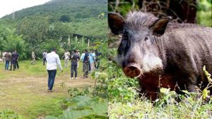  ಕಾರವಾರ: ನಾಡಬಾಂಬ್ ಸ್ಫೋಟಿಸಿ ಕಾಡುಹಂದಿಯ ಹತ್ಯೆ, ಮಂಗಳೂರಿನಿಂದ ಬಾಂಬ್ ನಿಷ್ಕ್ರಿಯ ದಳ ಆಗಮನ