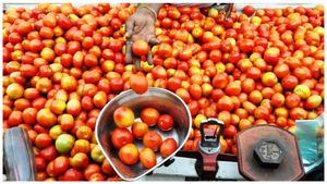  Tomato Price: ಇಳಿಕೆಯತ್ತ ಟೊಮೆಟೊ ದರ: ನಾಲ್ಕು ದಿನಗಳಲ್ಲಿ ಭಾರಿ ಕುಸಿತ