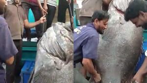 ಮಂಗಳೂರು: ಬಲೆಗೆ ಬಿತ್ತು 300 ಕೆ.ಜಿ. ತೂಕದ ಬೃಹತ್ ಮೀನು, ಇದರ ಮೌಲ್ಯ ಕೇಳಿದ್ರೆ ಶಾಕ್‌ ಆಗವುದಂತೂ ಗ್ಯಾರಂಟಿ  