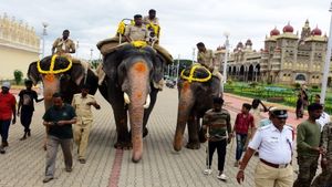 ಸಾಂಸ್ಕೃತಿಕ ನಗರಿಯಲ್ಲಿ ದಸರಾ ಸಿದ್ಧತೆ: ಜಂಬೂಸವಾರಿಗೆ ಗಜಪಡೆಯ ತಯಾರಿ 