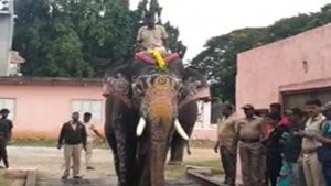 ದಸರಾ ಆನೆಗಳ ತೂಕ ಪರೀಕ್ಷೆ: ಗಜಪಡೆಯ ಕ್ಯಾಪ್ಟನ್ ಅಭಿಮನ್ಯುವಿನ ಈ ಬಾರಿಯ ತೂಕವೆಷ್ಟು..?