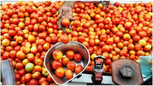 Tomato Price: ಅಂದು ಒಂದು ಕೆಜಿ ಟೊಮೆಟೊ ಬೆಲೆಗೆ ಇಂದು ಒಂದ್‌ ಬಾಕ್ಸ್‌ ಟೊಮೆಟೊ ಮಾರಾಟ!
