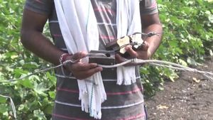 ಬರದ ಜೊತೆಗೆ ಕಳ್ಳರ ಹಾವಳಿಯಿಂದ ಬೇಸತ್ತ ರೈತರು: ಇಷ್ಟು ದಿನ ಪಂಪ್‌ಸೆಟ್‌..ಈಗ ವಿದ್ಯುತ್‌ ತಂತಿಗಳೇ ಕಣ್ಮರೆ