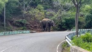  ಹನೂರು: ಕನ್ನಂಬಾಡಿಲೂ ನೀರಿಲ್ಲ, ಕಾಡಲ್ಲೂ ನೀರಿಲ್ಲ: ಬಾಯಾರಿಕೆ ನೀಗಿಸಿಕೊಳ್ಳಲು ರಸ್ತೆಗೆ ಬಂದ ಗಜರಾಜ