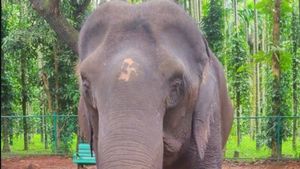 ಶಿವಮೊಗ್ಗ ದಸರಾ: ಬೆಳಗ್ಗೆ ತಾಲೀಮು ನಡೆಸಿ ಸಂಜೆ ಮುದ್ದು ಮರಿಗೆ ಜನ್ಮ ನೀಡಿದ 'ನೇತ್ರಾವತಿ'