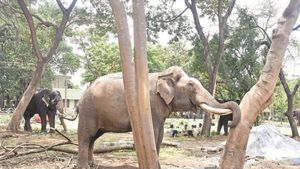  ಭವಿಷ್ಯದ ಅಂಬಾರಿ ಆನೆ ಆಗ್ತಾನಾ ಕಂಜನ್?, ಯಾಕೆ ಈ ಪ್ರಶ್ನೆ ಅಂತೀರಾ ಇಲ್ಲಿವೆ ಕುತೂಹಲಕಾರಿ ಅಂಶಗಳು