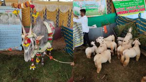  ಮೈಸೂರು: ರೈತ ದಸರಾದಲ್ಲಿ ಗಮನ ಸೆಳೆದ ಬಂಡೂರಿ ಕುರಿ, ಹಳ್ಳಿಕಾರ್ ಹಸುಗಳು