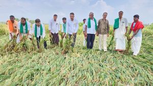  Davangere Rain: ದಾವಣಗೆರೆಯಲ್ಲಿ ಭಾರೀ ಗಾಳಿ ಮಳೆ, ನೆಲಕಚ್ಚಿದ ಭತ್ತದ ಬೆಳೆ, ರೈತ ಕಂಗಾಲು