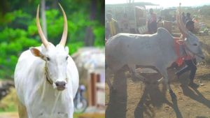 ಅಗಲಿದ ವೇಗದ ಸರದಾರ 'ಗಗನ್', ಗ್ರಾಮಸ್ಥರಿಂದ ಕಣ್ಣೀರ ವಿದಾಯ 