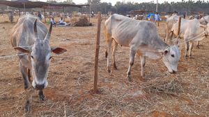 ಬರಗಾಲ; ಜಾನುವಾರುಗಳಿಗೆ ಮೇವು ಸಂರಕ್ಷಿಸಿಡಲು ಕರೆ 