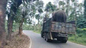 ಚಿಕ್ಕಮಗಳೂರು: ಮೂವರನ್ನು ಬಲಿ ಪಡೆದ ಕಾಡಾನೆ ಸೆರೆಗೆ ಸರ್ಕಾರದ ಆದೇಶ 