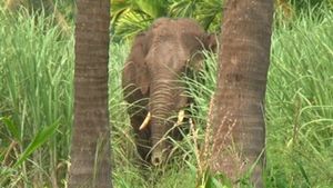 ಕಾಡಾನೆಗಳ ಹಾವಳಿ; ಸಿಎಂ ವಿರುದ್ಧ ಮಲೆನಾಡಿಗರ ಆಕ್ರೋಶ 