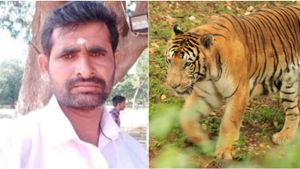 ಮೈಸೂರು: ಹುಲಿ ದಾಳಿಗೆ ಗ್ರಾಪಂ ಮಾಜಿ ಸದಸ್ಯ ಬಲಿ, ನರಹಂತಕನ ಪತ್ತೆಗೆ ಕೋಂಬಿಂಗ್‌ ಶುರು
