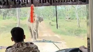  ಬಂಡೀಪುರ: ಆನೆ ನಡೆದದ್ದೇ ದಾರಿ ಎಂಬ ಮಾತಿಗೆ ಸಾಕ್ಷಿಯಾದ ಈ ಘಟನೆ, ವಿಡಿಯೋ ವೈರಲ್‌