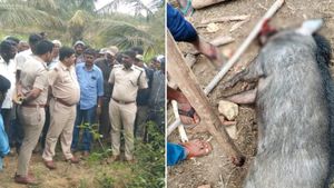 ಹಾಸನ: ಕಾಡುಹಂದಿ ದಾಳಿಯಿಂದ ರೈತ ಸಾವು, ಹಂದಿಯನ್ನೇ ಅಟ್ಟಾಡಿಸಿ ಕೊಂದ ಗ್ರಾಮಸ್ಥರು