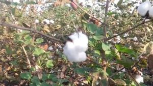  Cotton Theft: 'ಬರ'ದ ಗಾಯದ ಮೇಲೆ 'ರೈತ'ನಿಗೆ ಹತ್ತಿ 'ಕಳ್ಳತನ ಬರೆ'