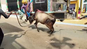  ಚಾಮರಾಜನಗರ: ಕರ್ನಾಟಕ ಗಡಿ ಕಟ್ಟೆಕಡೆಯ ಊರಲ್ಲಿ ಹೋರಿ ಬೆದರಿಸುವ ಸಂಭ್ರಮ ಹೇಗಿತ್ತು?-ಇಲ್ಲಿದೆ ಮಾಹಿತಿ