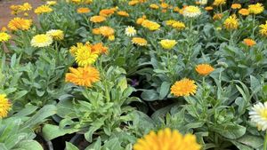  Flower show 2024: ಫೆಬ್ರವರಿ 2ರಿಂದ ಚಿತ್ರದುರ್ಗದಲ್ಲಿ ಫಲಪುಷ್ಪ ಪ್ರದರ್ಶನ, ಈ ಬಾರಿಯ ವಿಶೇಷತೆ ಏನು?