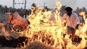  ಮೈಸೂರಿನಲ್ಲಿ ಸಂಭ್ರಮದ ಸಂಕ್ರಾಂತಿ: ರಾಸುಗಳ ಕಿಚ್ಚು ಹಾಯಿಸಿದ ರೈತರು