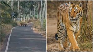  ಮಂಡ್ಯದ ಮಹದೇವಪುರದಲ್ಲಿ ಕಾಣಿಸಿಕೊಂಡ ಹುಲಿ: ಗ್ರಾಮಸ್ಥರಲ್ಲಿ ಆತಂಕ 