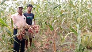 ಬರಗಾಲದಲ್ಲೂ ಮಿಶ್ರ ಬೆಳೆ; ಕೊಪ್ಪಳದ ರೈತನ ಸಾಧನೆ 