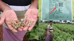  ಚಾಮರಾಜನಗರ: ಸೀಡ್ಸ್‌ ಕಂಪನಿ ಯಡವಟ್ಟಿನಿಂದ ಅನ್ನದಾತನಿಗೆ ಲಕ್ಷ..ಲಕ್ಷ ನಷ್ಟ 