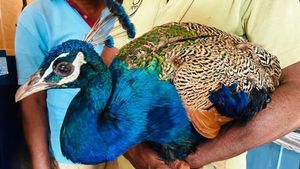 Ballari News: ತಾರಾನಗರ ಪ್ರಾಥಮಿಕ ಆರೋಗ್ಯ ಕೇಂದ್ರದಲ್ಲಿ ನವಿಲಿಗೂ ಚಿಕಿತ್ಸೆ
