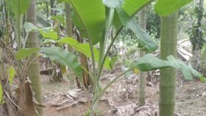 ಅಡಿಕೆ ತೋಟ ಉಳಿಸಲು ಟ್ಯಾಂಕರ್ ನೀರಿನ ಮೊರೆ ಹೋದ ರೈತರು! 