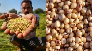 ಮುಂಗಾರು ಜೋಳ ಖರೀದಿಗಷ್ಟೇ ನೋಂದಣಿ: ರಾಯಚೂರು ರೈತರು ಅತಂತ್ರ- ಜೋಳ ಖರೀದಿಗೆ ತಾಂತ್ರಿಕ ತೊಡಕು