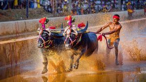 Kambala: ದಾಖಲೆ ಬರೆದ ವಾಮಂಜೂರು ಜೋಡುಕರೆ ಕಂಬಳ, ಮಾಹಿತಿ ವಿವರ ತಿಳಿಯಿರಿ
