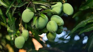 Dharwad Mango: ಮಾವಿನ ಮರದಲ್ಲಿ ಭಾರೀ ಹೂಗಳು: ಬೆಳೆಗಾರರ ಮೊಗದಲ್ಲಿ ಮಂದಹಾಸ ಮೂಡಿಸಿದ ಮ್ಯಾಂಗೋ