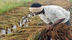 Raichur Paddy: ಹಚ್ಚ ಹಸಿರಿನಿಂದ ಕಂಗೊಳಿಸಬೇಕಿದ್ದ ಭತ್ತದ ಗದ್ದೆ, ಹಳದಿ ಬಣ್ಣಕ್ಕೆ ಬದಲು- ರಾಯಚೂರಿನಲ್ಲಿ ರೈತ ಕಂಗಾಲು!