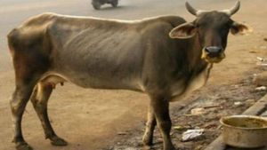 ಚಾಮರಾಜನಗರ: ಎರಡು ತಲೆ ಕರು ಜನನದ ಕೆಲ ತಾಸಲ್ಲೇ ಮರಣ 