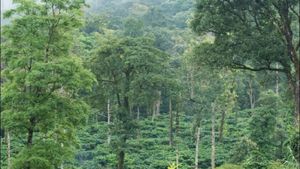 Kodagu: ದಟ್ಟಕಾಡಿನ ಮಧ್ಯೆ ಸೃಷ್ಟಿಯಾದ ಕೊಡಗಿನ ‘ಹನಿವ್ಯಾಲಿ’ಯ ಯಶೋಗಾಥೆ! 