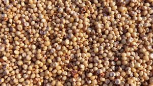 Jowar Price update: ಬರಗಾಲದಲ್ಲಿ ರೈತರನ್ನು ಸಂಕಷ್ಟಕ್ಕೆ ತಳ್ಳಿದ 'ಜೋಳ' ಬೆಲೆ ಕುಸಿತ