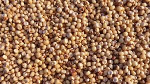 Jowar Price: ಬಿಳಿ ಜೋಳ ಬೆಲೆ ದಿಢೀರ್ ಕುಸಿತ: ರೈತರಿಗೆ ನಿರಾಸೆ