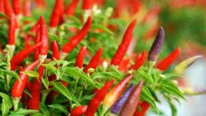 Chili Price: ಮಾರುಕಟ್ಟೆಯಲ್ಲಿ ಮೆಣಸಿನಕಾಯಿ ದರ ಕುಸಿತ- ರೈತರಿಗೆ ಲಕ್ಷಾಂತರ ರೂ. ನಷ್ಟದ ಆತಂಕ