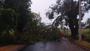  Heavy Rain: ಸಕ್ಕರೆ ನಾಡಿನಲ್ಲಿ ವರ್ಷದ ಮೊದಲ ಮಳೆ: ಧರೆಗುರುಳಿದ ಮರ, ಕಮಾನುಗಳು